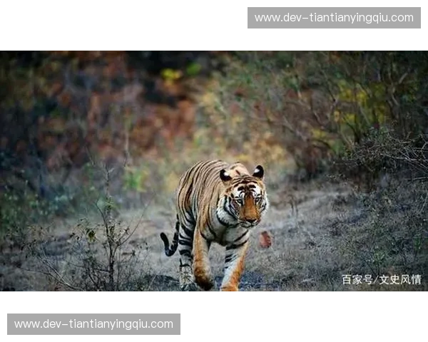 西南狼与华南虎：那一抹划破王朝夜空的贵州绿